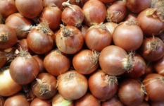 Pickling Onions